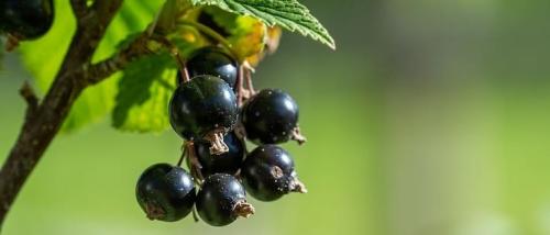 Удобрения для смородины. Чем подкормить смородину весной для большого урожая