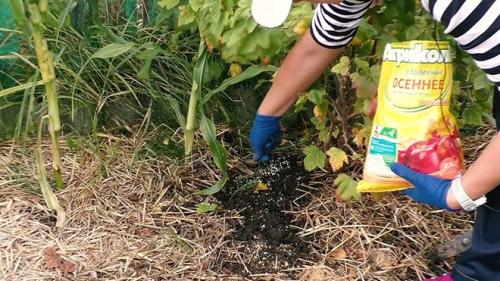 Удобрение для смородины и крыжовника осенью. Чем подкормить кустарники осенью