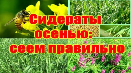 Можно ли сеять сидераты в октябре. Сидераты для огорода осенью: когда сеять и закапывать