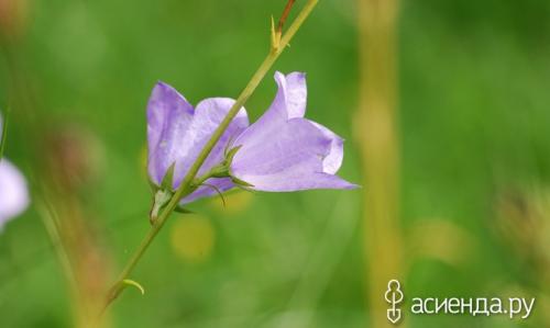 Как определить тип почвы по растениям. Как определить кислотность почвы с помощью растений