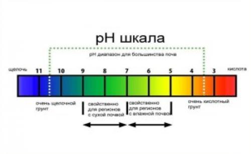 Как узнать, какая почва кислая или щелочная. Как определить кислотность почвы без приборов