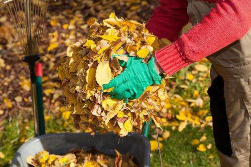 Работа на даче в ноябре. Что делать в ноябре в саду и огороде