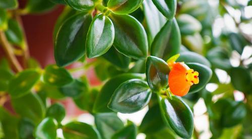 Что посеять и посадить в ноябре. Что посадить в ноябре на огороде, клумбе и в саду 12