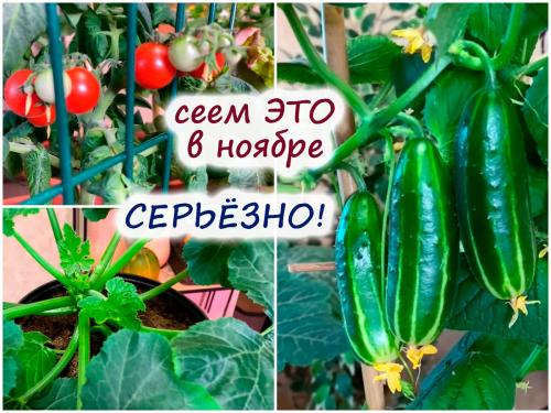 Что посеять и посадить в ноябре. Что посадить в ноябре на огороде, клумбе и в саду 10