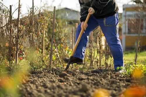 Что посеять и посадить в ноябре. Что посадить в ноябре на огороде, клумбе и в саду 09