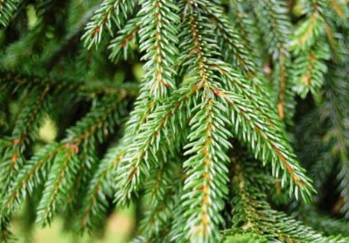 Можно ли сажать ель в ноябре. Какую ель посадить на участке