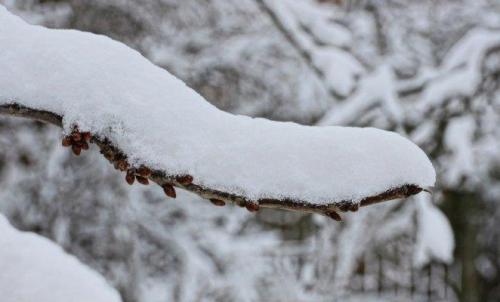 Обвязка деревьев на зиму. Какие кусты и деревья на зиму нужно связать и зачем