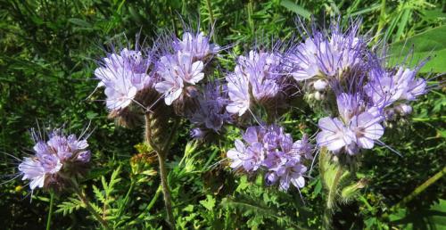 Все правила осеннего посева сидератов. Какие сидераты сеять осенью