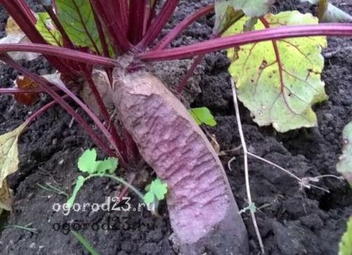 Побелка деревьев от зайцев. Как зимой защитить плодовые молодые деревья от зайцев?