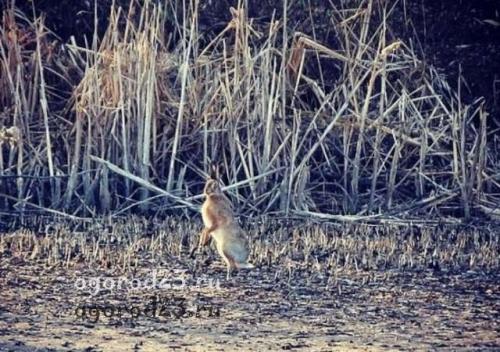 Побелка деревьев от зайцев. Как зимой защитить плодовые молодые деревья от зайцев?