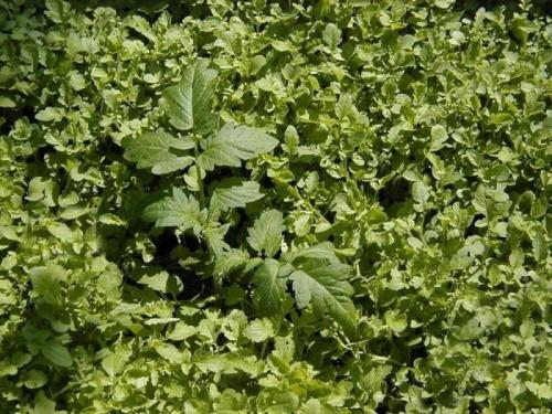 Сидераты, таблица. 