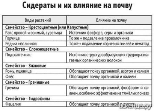 Сидераты осенью перекапывать или нет. Так надо ли заделывать сидераты в грядку под зиму?