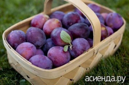 Как правильно выбрать и подготовить контейнеры для хранения заготовок из сливы. Как правильно хранить сливы