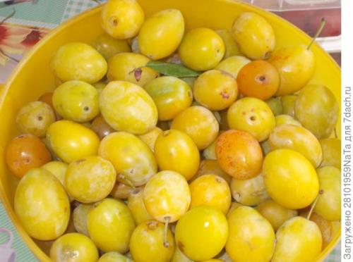 Как отличить спелые желтые сливы от не спелых