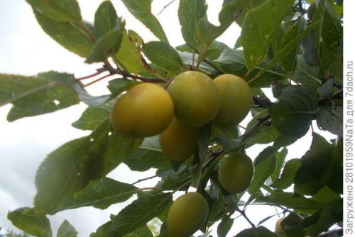 Как отличить спелые желтые сливы от не спелых