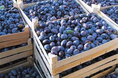 Как правильно выбрать и подготовить контейнеры для хранения заготовок из сливы