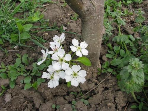 Груша зацвела в августе. Своенравная груша цветет в июне