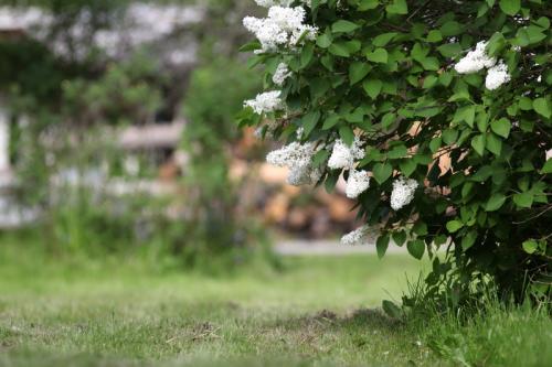 Какое дерево цветет осенью. Иногда мои деревья зацветают осенью — почему так происходит, в чем опасность повторного цветения