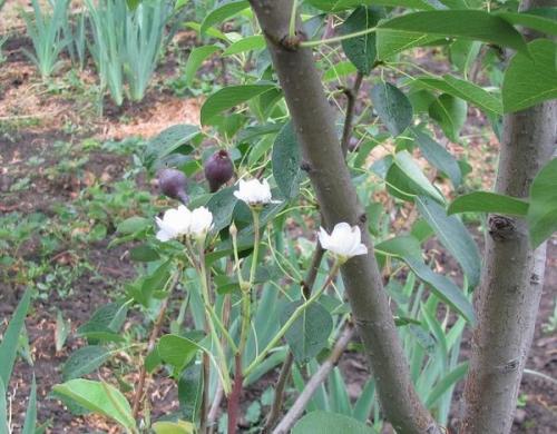 Груша зацвела в августе. Своенравная груша цветет в июне