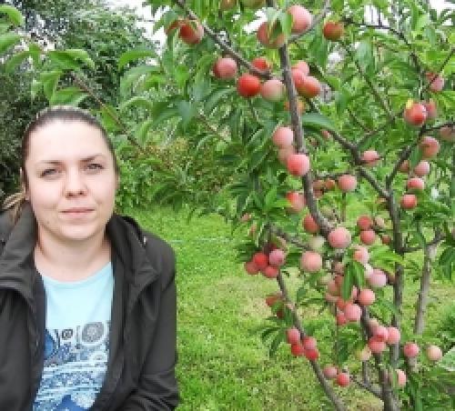 Сливы острые на зиму: как подготовиться к сезону 28 Сливы острые на зиму: как подготовиться к сезону 28