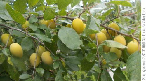 Что такое желтая слива. Желтая красавица-слива в моем саду