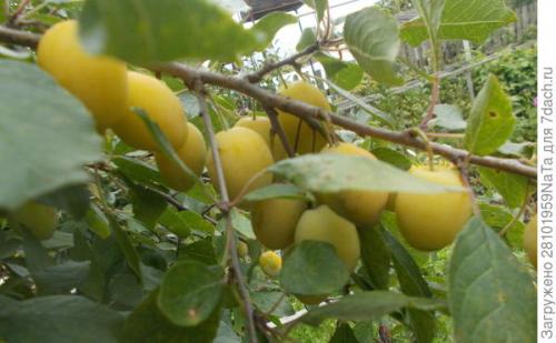 Что такое желтая слива. Желтая красавица-слива в моем саду