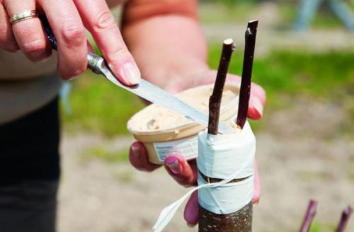 Садовый вар это, что. Описание, особенности и состав 02 Садовый вар это, что. Описание, особенности и состав 02