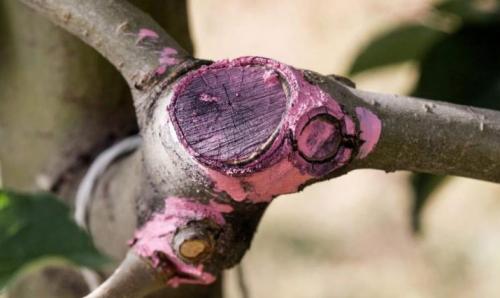 Садовый вар это, что. Описание, особенности и состав 06 Садовый вар это, что. Описание, особенности и состав 06