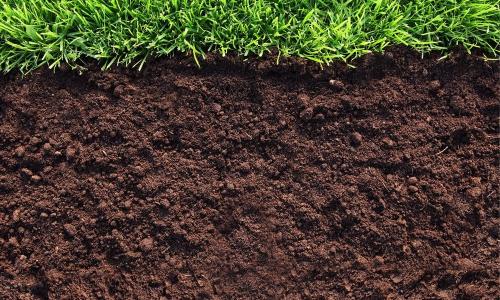 Можно ли сажать в чернозем. Какие виды чернозёма существуют