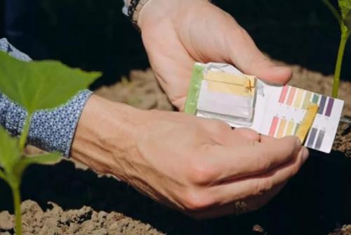 Как определить кислотность почвы с помощью индикаторной бумаги. Как определить кислотность почвы на участке