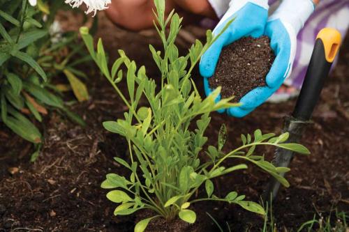 Как выглядит плодородный грунт. Чернозем: виды, свойства, применение