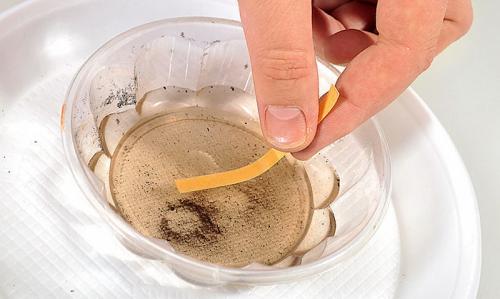 Как определить кислотность почвы подручными средствами. Как самому определить кислотность почвы