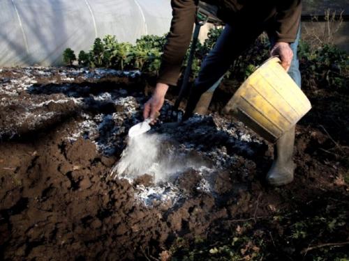 Известь пушонка для капусты. Особенности применения пушонки