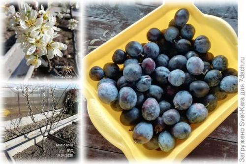 Какие виды сахара лучше всего использовать для приготовления заготовок из сливы. Вяленые сливы в сиропе - это не варенье, а настоящее лакомство для истинных гурманов