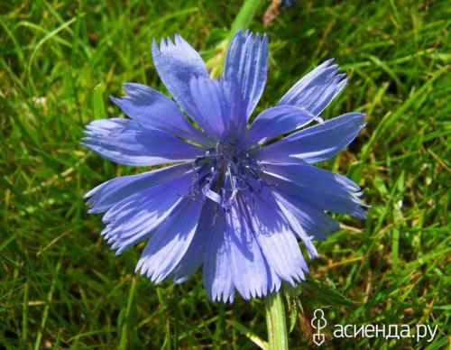 Как определить тип почвы по растениям. Как определить кислотность почвы с помощью растений