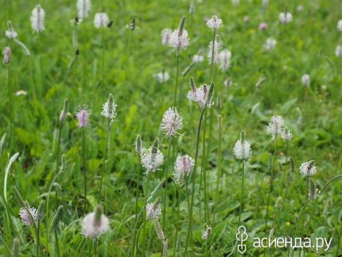 Как определить тип почвы по растениям. Как определить кислотность почвы с помощью растений