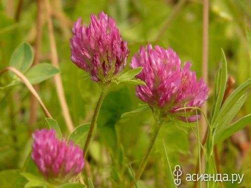 Как определить тип почвы по растениям. Как определить кислотность почвы с помощью растений