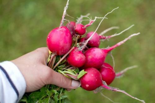 Что посадить в огороде в сентябре. Ещё не поздно: что посадить в сентябре в огороде и на даче
