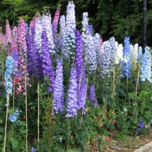 О посадке многолетних Цветов. Способы весенней посадки 02