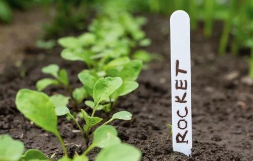 Что посадить в огороде в сентябре. Ещё не поздно: что посадить в сентябре в огороде и на даче 11