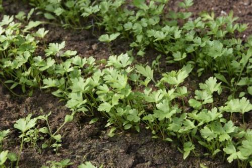 Что посадить в огороде в сентябре. Ещё не поздно: что посадить в сентябре в огороде и на даче