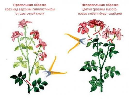Как зимуют розы. Как проходила зимовка роз 05 Как зимуют розы. Как проходила зимовка роз 05