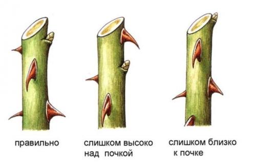 Как зимуют розы. Как проходила зимовка роз 06 Как зимуют розы. Как проходила зимовка роз 06