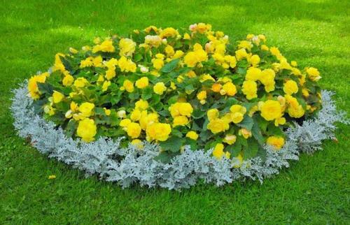 Какие цветы сажать весной, чтобы цвели все лето. Цветущие все лето низкорослые цветы для клумбы, фото и названия