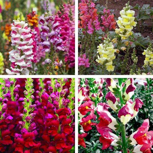 Какие цветы можно сажать в марте в открытый грунт. I. Цветы, которые можно сажать в начале весны