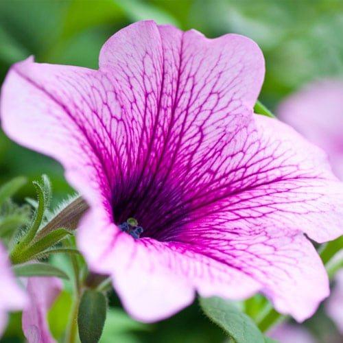 Какие цветы можно сажать в марте в открытый грунт. I. Цветы, которые можно сажать в начале весны