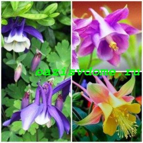 Что посадить на даче из цветов в осенний период. Необходимость посадки цветов осенью 14