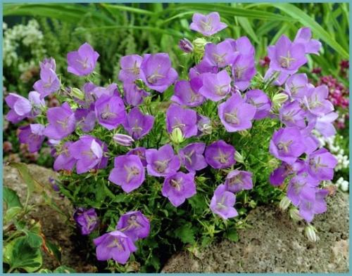 Какие цветы садим осенью. 26 цветов которые можно посадить осенью под зиму