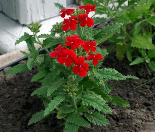 Какие цветы сажать весной, чтобы цвели все лето. Цветущие все лето низкорослые цветы для клумбы, фото и названия