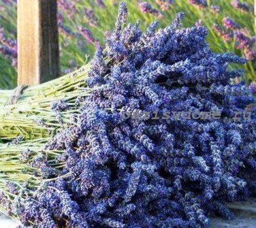 Что посадить на даче из цветов в осенний период. Необходимость посадки цветов осенью 22